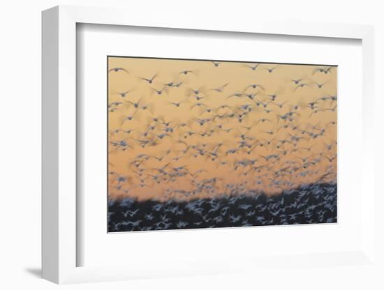 Greater Snow Geese (Chen Caerulescens) Taking Flight at Sunset During Migration-Gerrit Vyn-Framed Photographic Print