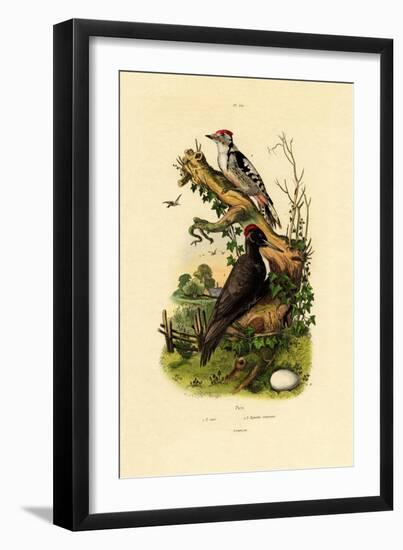 Greater Spotted Woodpecker, 1833-39-null-Framed Giclee Print