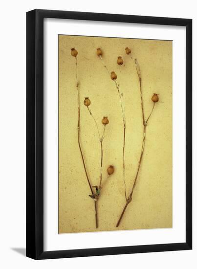 Greater Stitchwort-Den Reader-Framed Photographic Print