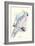 Greater Sulpher-Crested Cuckatoo - Cacatua Galerita-Edward Lear-Framed Art Print