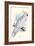 Greater Sulpher-Crested Cuckatoo - Cacatua Galerita-Edward Lear-Framed Art Print