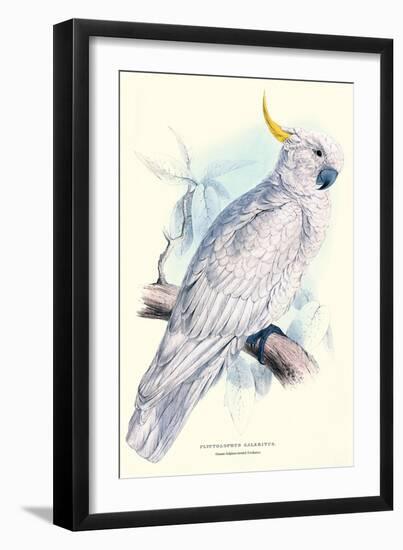 Greater Sulpher-Crested Cuckatoo - Cacatua Galerita-Edward Lear-Framed Art Print