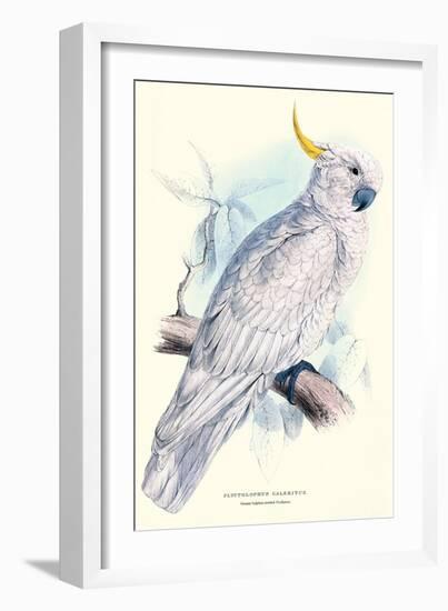 Greater Sulpher-Crested Cuckatoo - Cacatua Galerita-Edward Lear-Framed Art Print