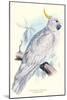 Greater Sulpher-Crested Cuckatoo - Cacatua Galerita-Edward Lear-Mounted Art Print