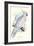 Greater Sulpher-Crested Cuckatoo - Cacatua Galerita-Edward Lear-Framed Art Print