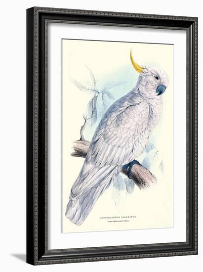 Greater Sulpher-Crested Cuckatoo - Cacatua Galerita-Edward Lear-Framed Art Print