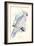 Greater Sulpher-Crested Cuckatoo - Cacatua Galerita-Edward Lear-Framed Art Print