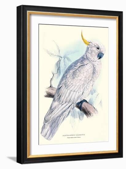 Greater Sulpher-Crested Cuckatoo - Cacatua Galerita-Edward Lear-Framed Art Print