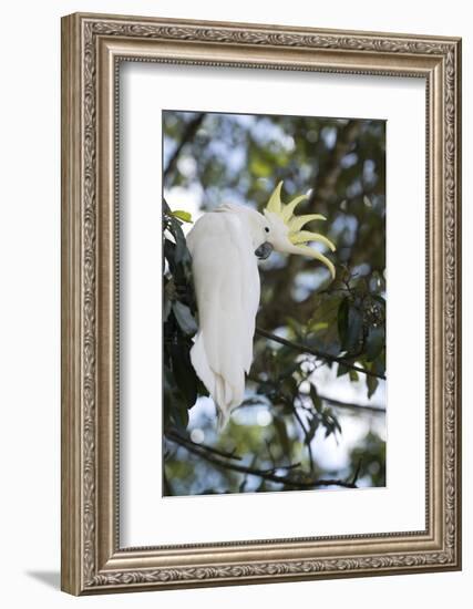 Greater Sulphur-Crested Cockatoo (Cacatua Galerita), Queensland, Australia, Pacific-Louise Murray-Framed Photographic Print