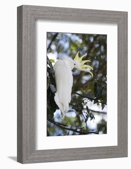 Greater Sulphur-Crested Cockatoo (Cacatua Galerita), Queensland, Australia, Pacific-Louise Murray-Framed Photographic Print