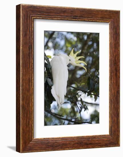 Greater Sulphur-Crested Cockatoo (Cacatua Galerita), Queensland, Australia, Pacific-Louise Murray-Framed Photographic Print