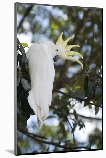 Greater Sulphur-Crested Cockatoo (Cacatua Galerita), Queensland, Australia, Pacific-Louise Murray-Mounted Photographic Print