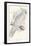 Greater Sulphur-Crested Cockatoo-Edward Lear-Framed Premium Giclee Print