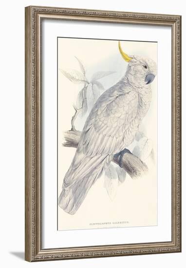 Greater Sulphur-Crested Cockatoo-Edward Lear-Framed Premium Giclee Print