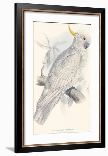 Greater Sulphur-Crested Cockatoo-Edward Lear-Framed Premium Giclee Print