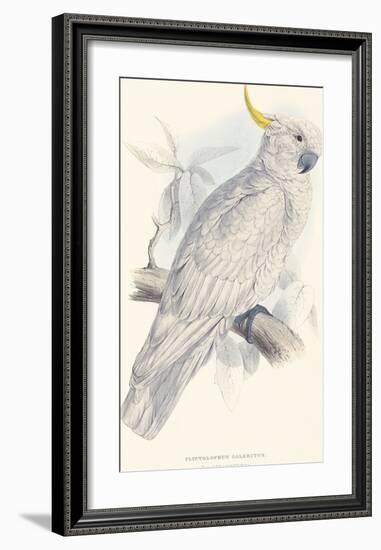 Greater Sulphur-Crested Cockatoo-Edward Lear-Framed Premium Giclee Print