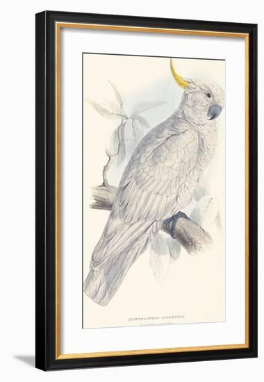 Greater Sulphur-Crested Cockatoo-Edward Lear-Framed Premium Giclee Print