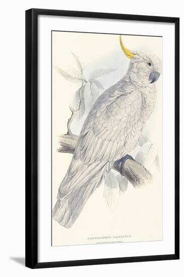 Greater Sulphur-Crested Cockatoo-Edward Lear-Framed Giclee Print