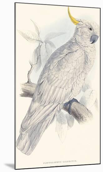 Greater Sulphur-Crested Cockatoo-Edward Lear-Mounted Giclee Print