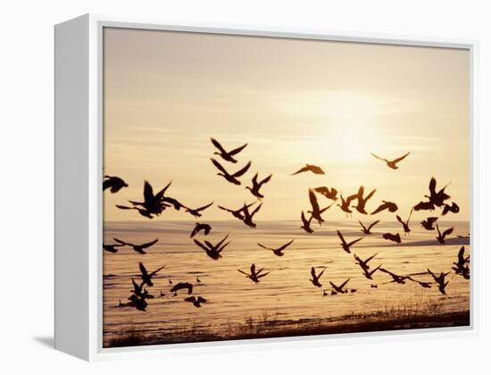 Greater White-Fronted Goose, Arctic National Wildlife Refuge, Brooks Range, Alaska, USA-Steve Kazlowski-Framed Premier Image Canvas