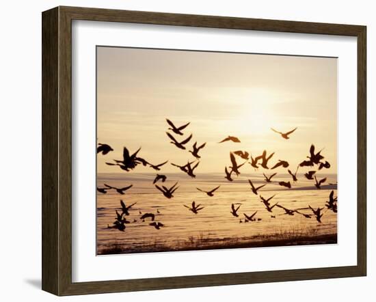 Greater White-Fronted Goose, Arctic National Wildlife Refuge, Brooks Range, Alaska, USA-Steve Kazlowski-Framed Photographic Print