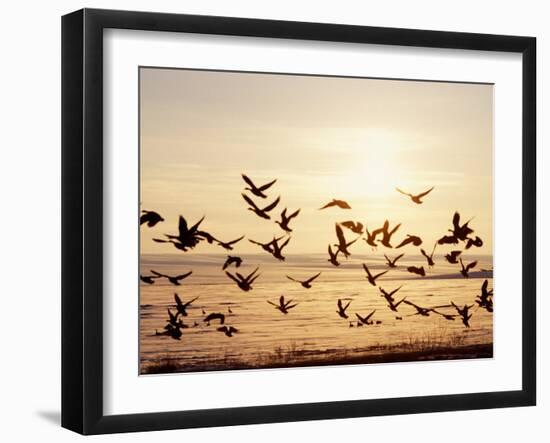 Greater White-Fronted Goose, Arctic National Wildlife Refuge, Brooks Range, Alaska, USA-Steve Kazlowski-Framed Photographic Print