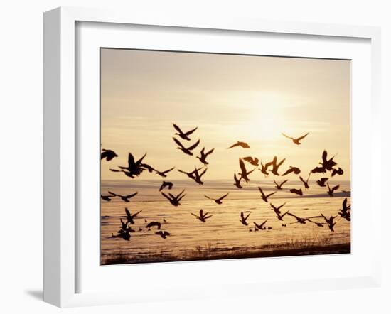 Greater White-Fronted Goose, Arctic National Wildlife Refuge, Brooks Range, Alaska, USA-Steve Kazlowski-Framed Photographic Print