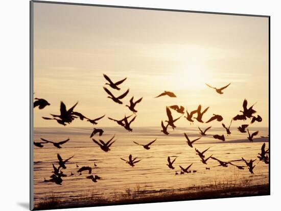 Greater White-Fronted Goose, Arctic National Wildlife Refuge, Brooks Range, Alaska, USA-Steve Kazlowski-Mounted Photographic Print