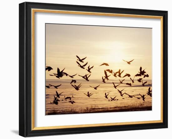 Greater White-Fronted Goose, Arctic National Wildlife Refuge, Brooks Range, Alaska, USA-Steve Kazlowski-Framed Photographic Print