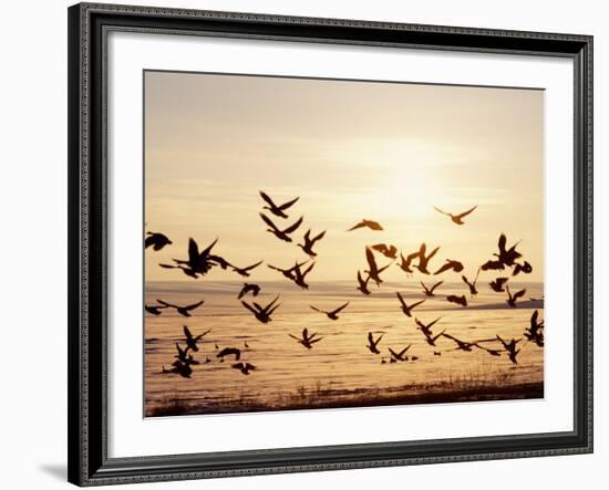 Greater White-Fronted Goose, Arctic National Wildlife Refuge, Brooks Range, Alaska, USA-Steve Kazlowski-Framed Photographic Print