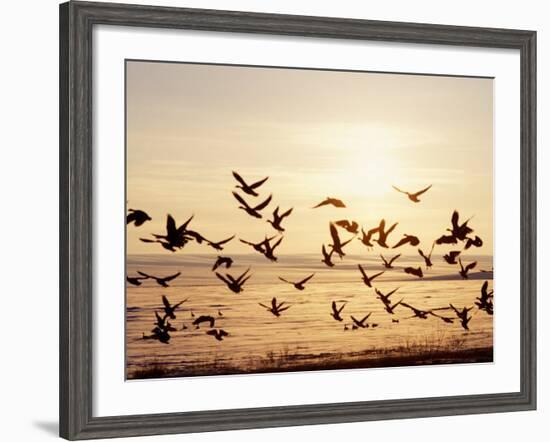 Greater White-Fronted Goose, Arctic National Wildlife Refuge, Brooks Range, Alaska, USA-Steve Kazlowski-Framed Photographic Print