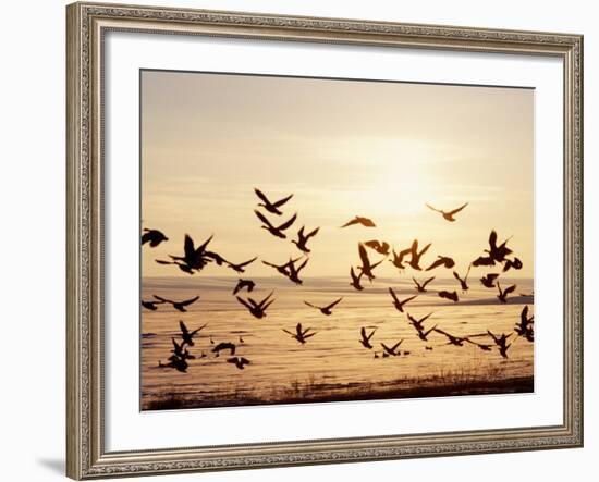 Greater White-Fronted Goose, Arctic National Wildlife Refuge, Brooks Range, Alaska, USA-Steve Kazlowski-Framed Photographic Print