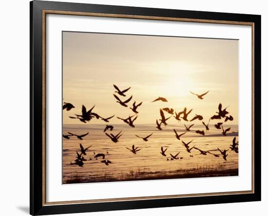 Greater White-Fronted Goose, Arctic National Wildlife Refuge, Brooks Range, Alaska, USA-Steve Kazlowski-Framed Photographic Print