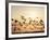 Greater White-Fronted Goose, Arctic National Wildlife Refuge, Brooks Range, Alaska, USA-Steve Kazlowski-Framed Photographic Print