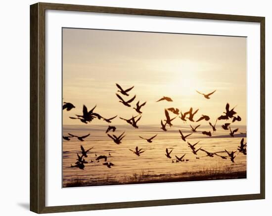 Greater White-Fronted Goose, Arctic National Wildlife Refuge, Brooks Range, Alaska, USA-Steve Kazlowski-Framed Photographic Print