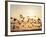 Greater White-Fronted Goose, Arctic National Wildlife Refuge, Brooks Range, Alaska, USA-Steve Kazlowski-Framed Photographic Print