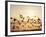 Greater White-Fronted Goose, Arctic National Wildlife Refuge, Brooks Range, Alaska, USA-Steve Kazlowski-Framed Photographic Print