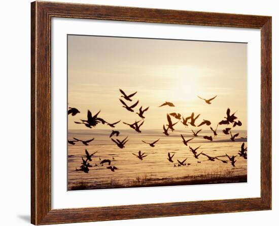 Greater White-Fronted Goose, Arctic National Wildlife Refuge, Brooks Range, Alaska, USA-Steve Kazlowski-Framed Photographic Print