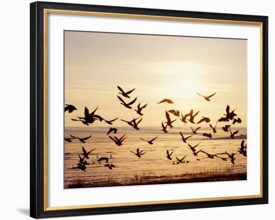 Greater White-Fronted Goose, Arctic National Wildlife Refuge, Brooks Range, Alaska, USA-Steve Kazlowski-Framed Photographic Print