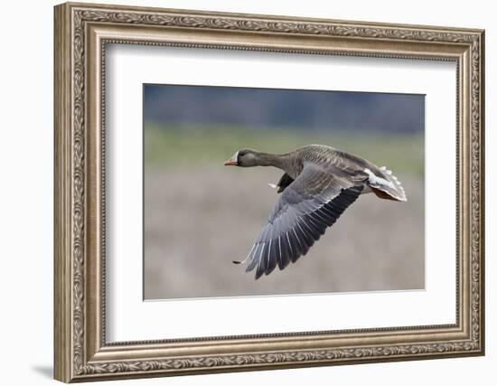 Greater White-Fronted Goose in Flight-Ken Archer-Framed Photographic Print