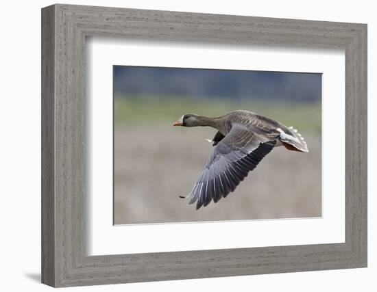 Greater White-Fronted Goose in Flight-Ken Archer-Framed Photographic Print