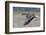 Greater White-Fronted Goose in Flight-Ken Archer-Framed Photographic Print