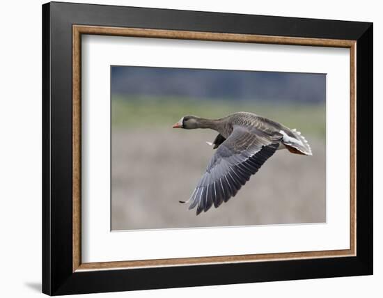 Greater White-Fronted Goose in Flight-Ken Archer-Framed Photographic Print