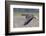 Greater White-Fronted Goose in Flight-Ken Archer-Framed Photographic Print