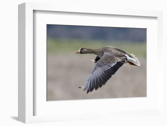 Greater White-Fronted Goose in Flight-Ken Archer-Framed Photographic Print