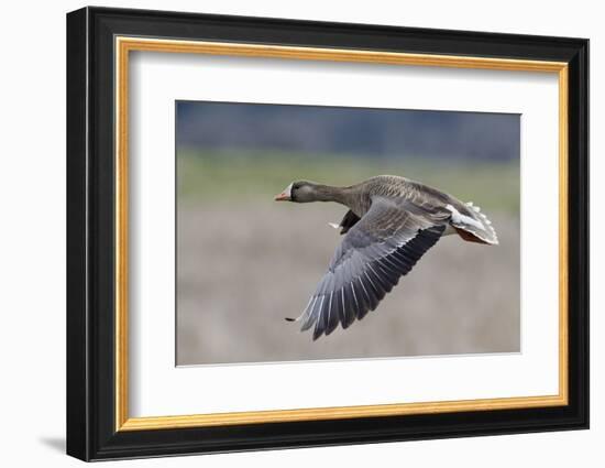Greater White-Fronted Goose in Flight-Ken Archer-Framed Photographic Print