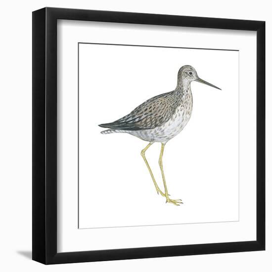 Greater Yellowlegs (Tringa Melanoleuca), Birds-Encyclopaedia Britannica-Framed Art Print