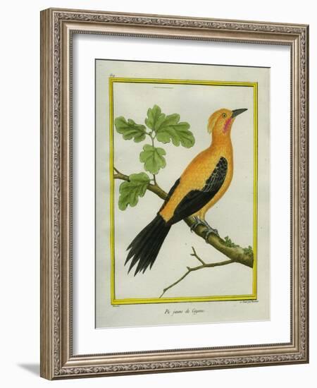 Greater Yellownape-Georges-Louis Buffon-Framed Giclee Print