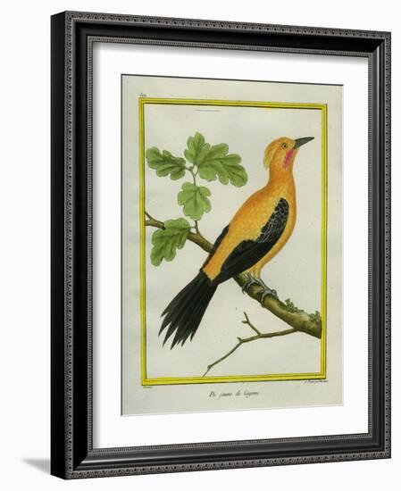 Greater Yellownape-Georges-Louis Buffon-Framed Giclee Print