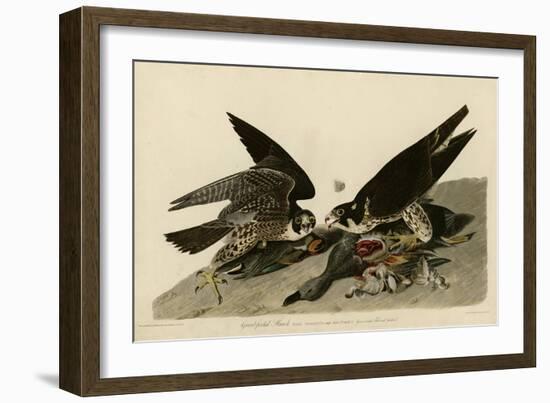 Greatfooted Hawk-null-Framed Giclee Print